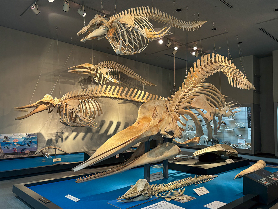 千葉県立中央博物館