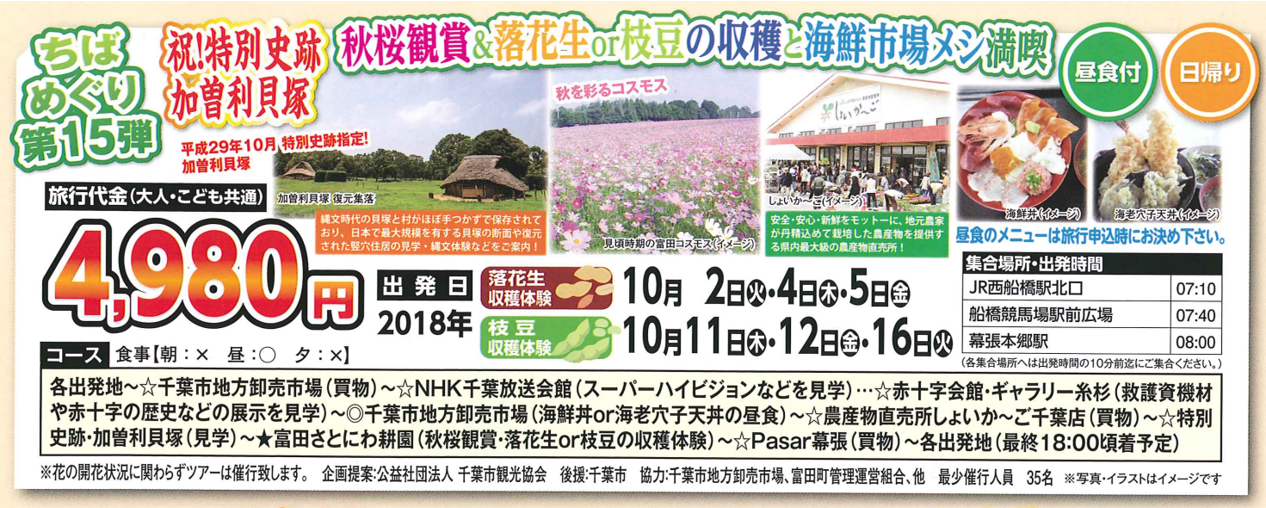 祝！特別史跡 加曽利貝塚　秋桜観賞＆落花生or枝豆の収穫と海鮮市場メシ満喫