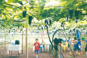 高根ぶどう園