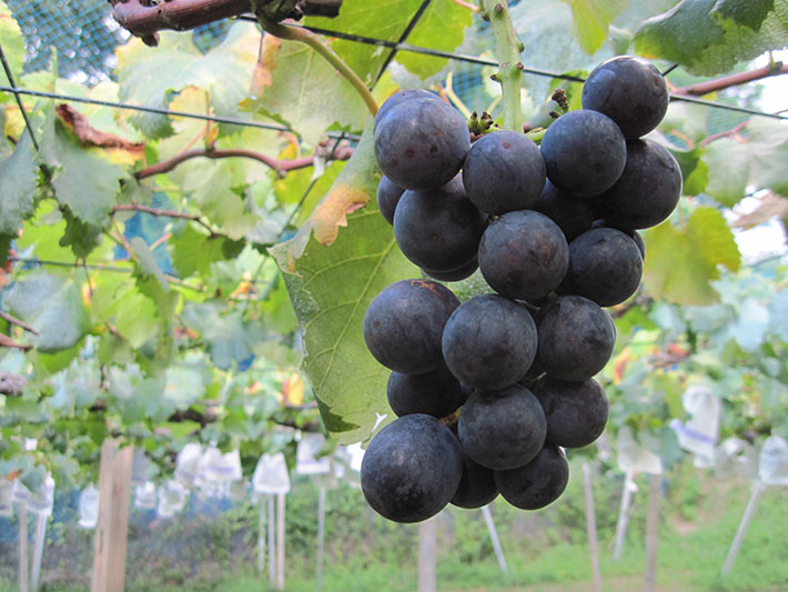 田中ぶどう園