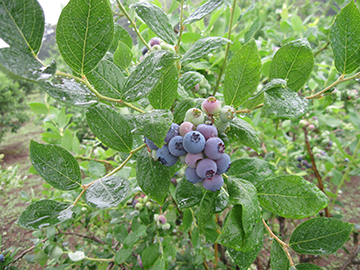 猪野ナーセリー