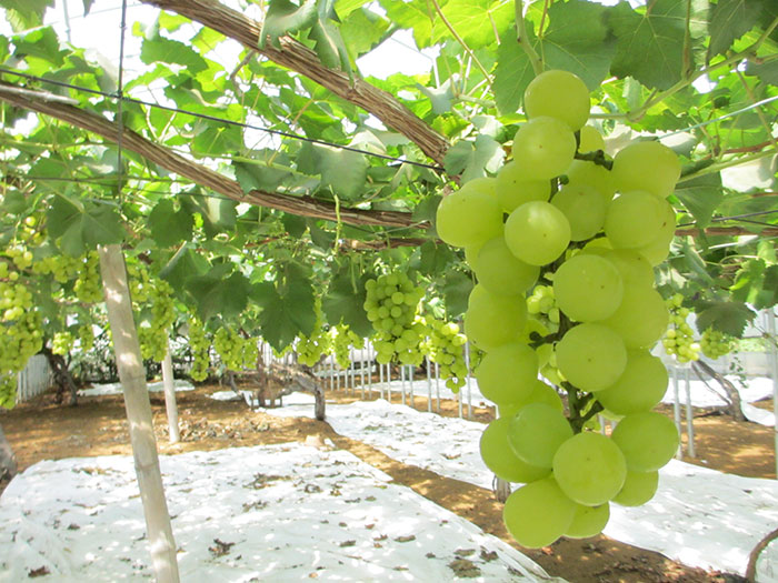 浅野フルーツ園