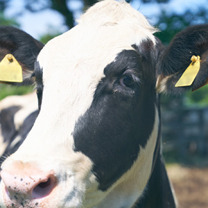 千葉ウシノヒロバ