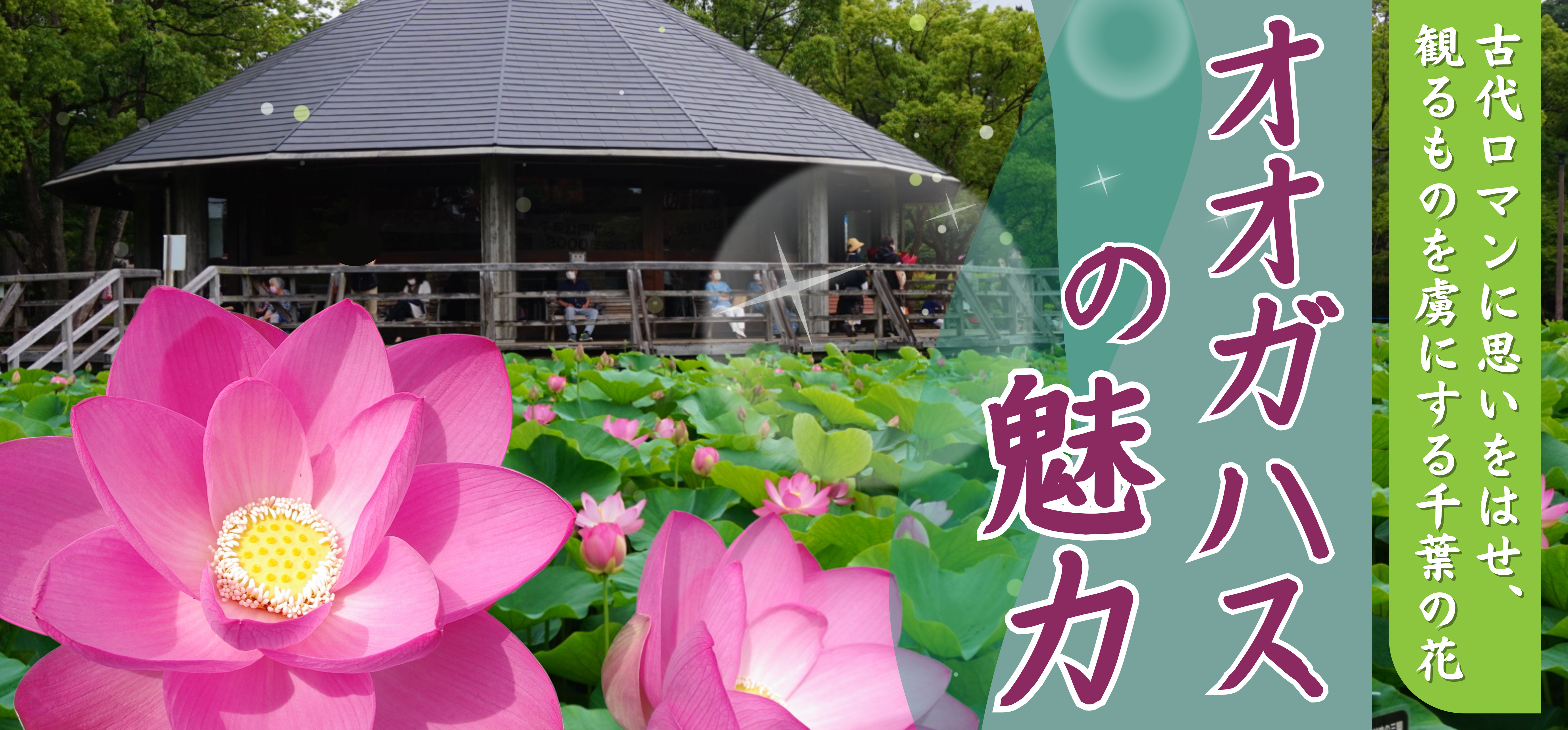 オオガハスの魅力