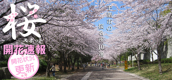 桜スポット開花速報2020 市内桜の名所8選 開花の状況を毎日更新！