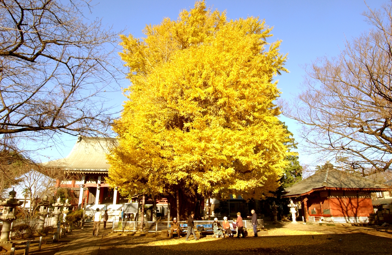 千葉寺（せんようじ）