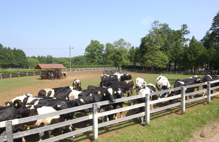 30乳牛育成牧場