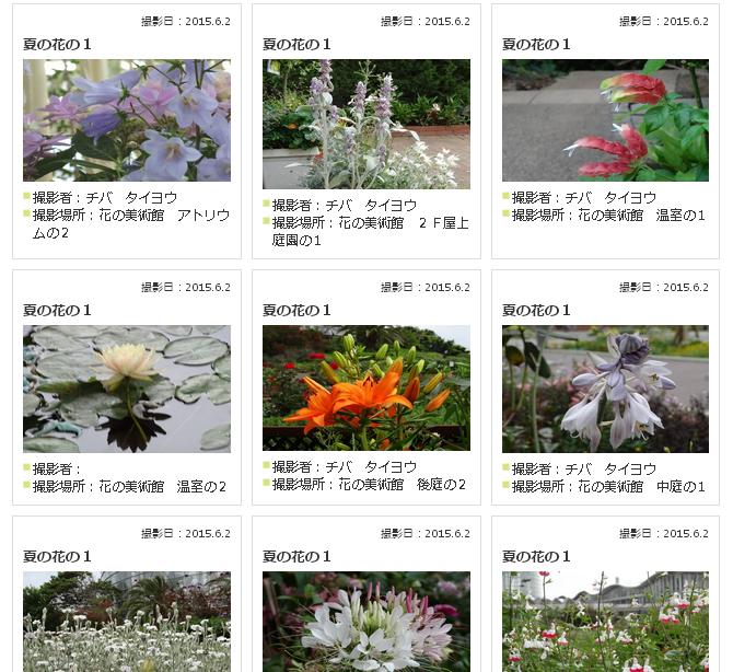 投稿写真（夏の花）