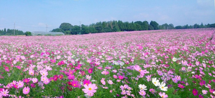 富田コスモス3