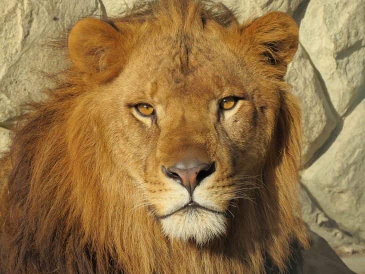 %e3%83%a9%e3%82%a4%e3%82%aa%e3%83%b31