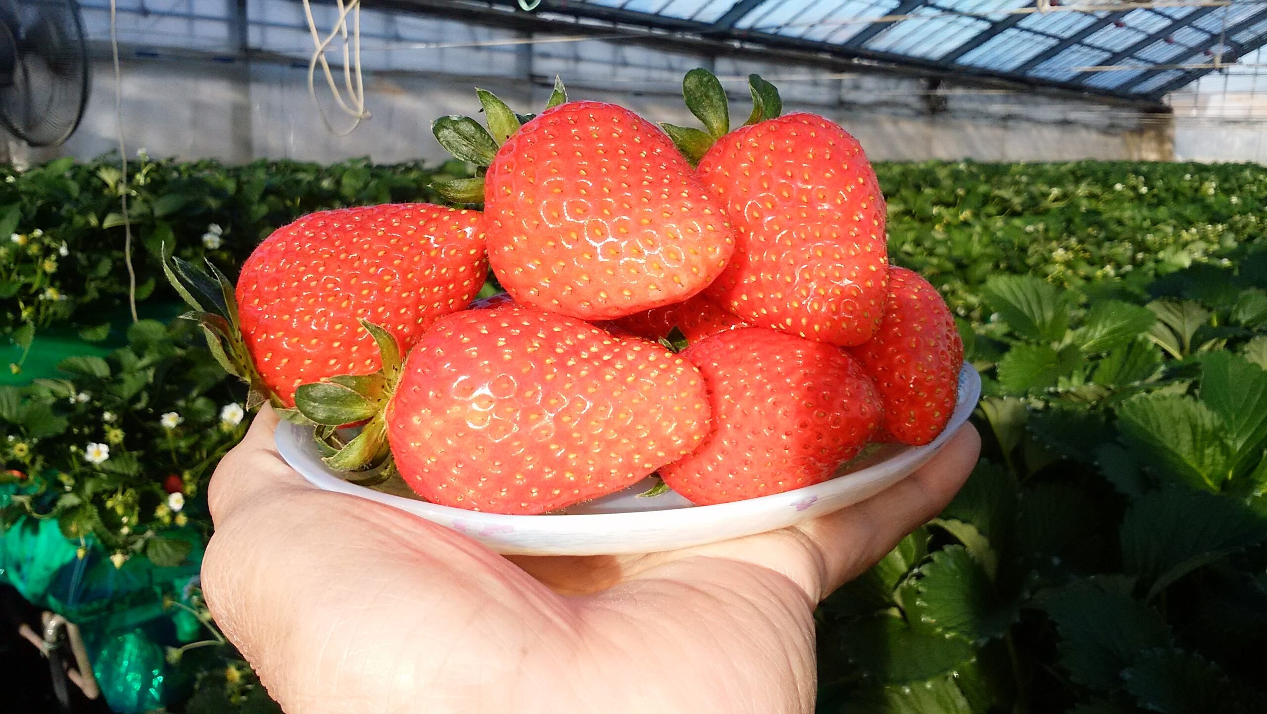 みつばちファーム