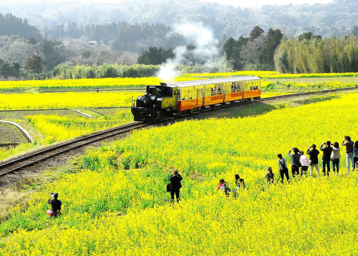 小湊鉄道と菜の花の写真