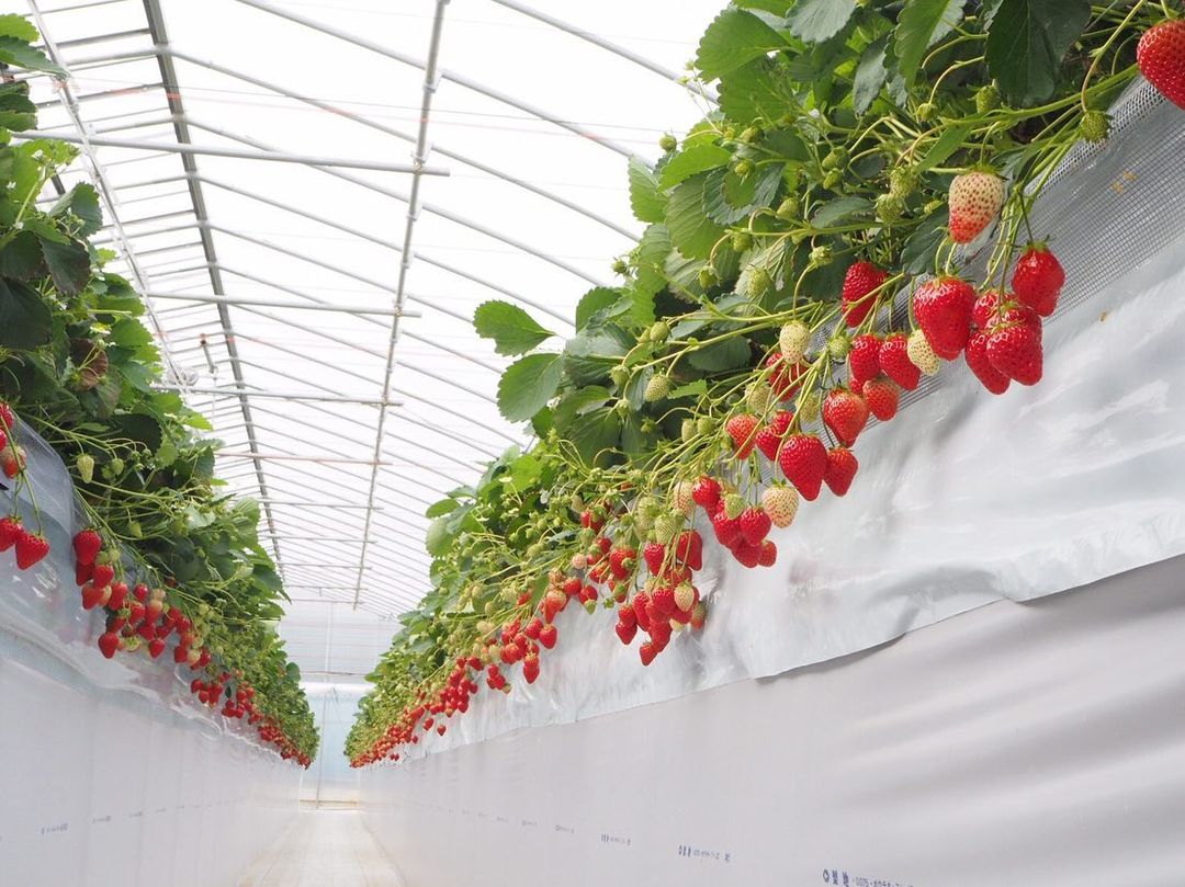 さんたファーム