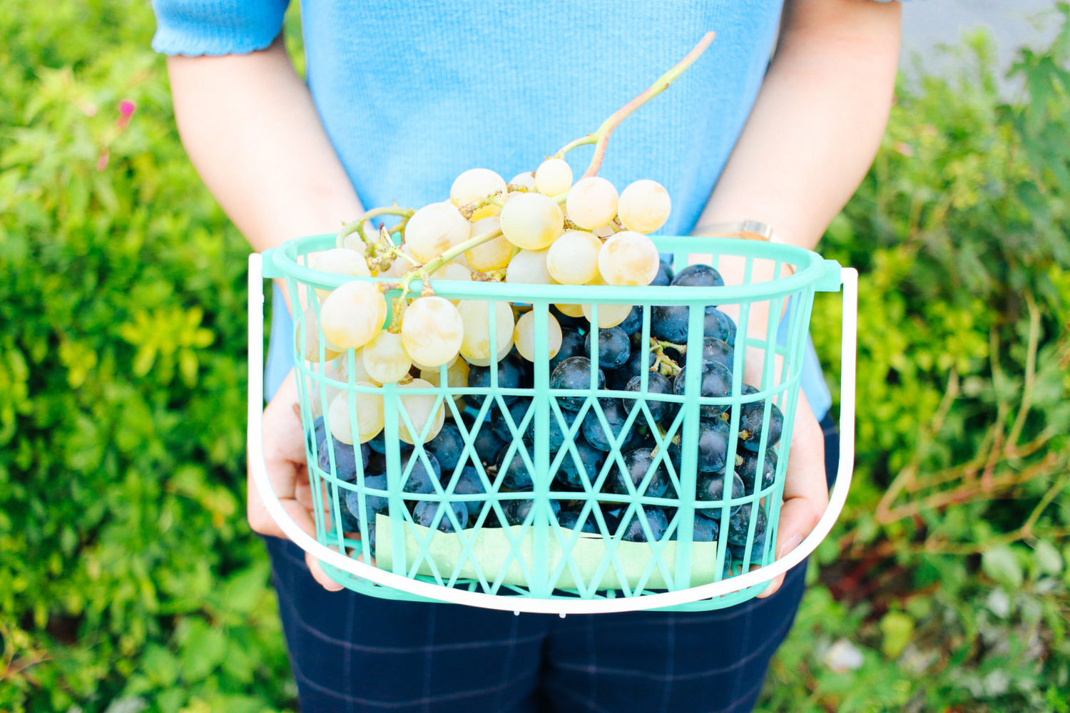 千葉中央観光農園