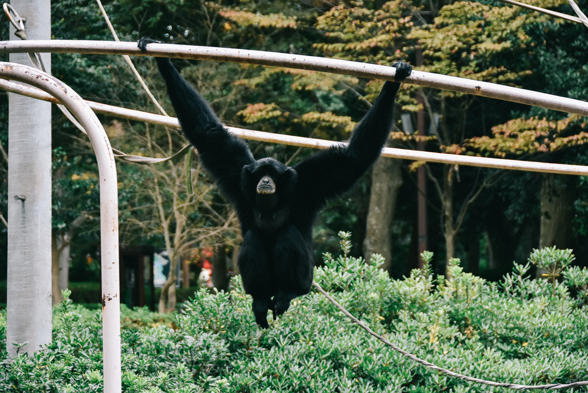 千葉市動物公園