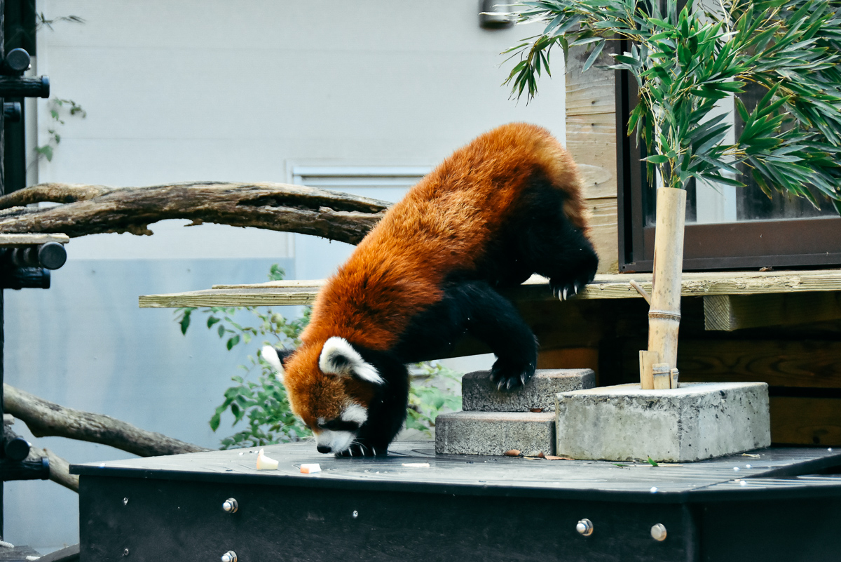 千葉市動物公園風太君