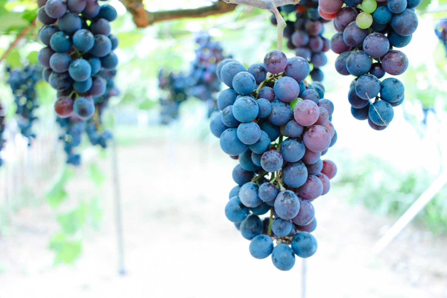 千葉中央観光農園