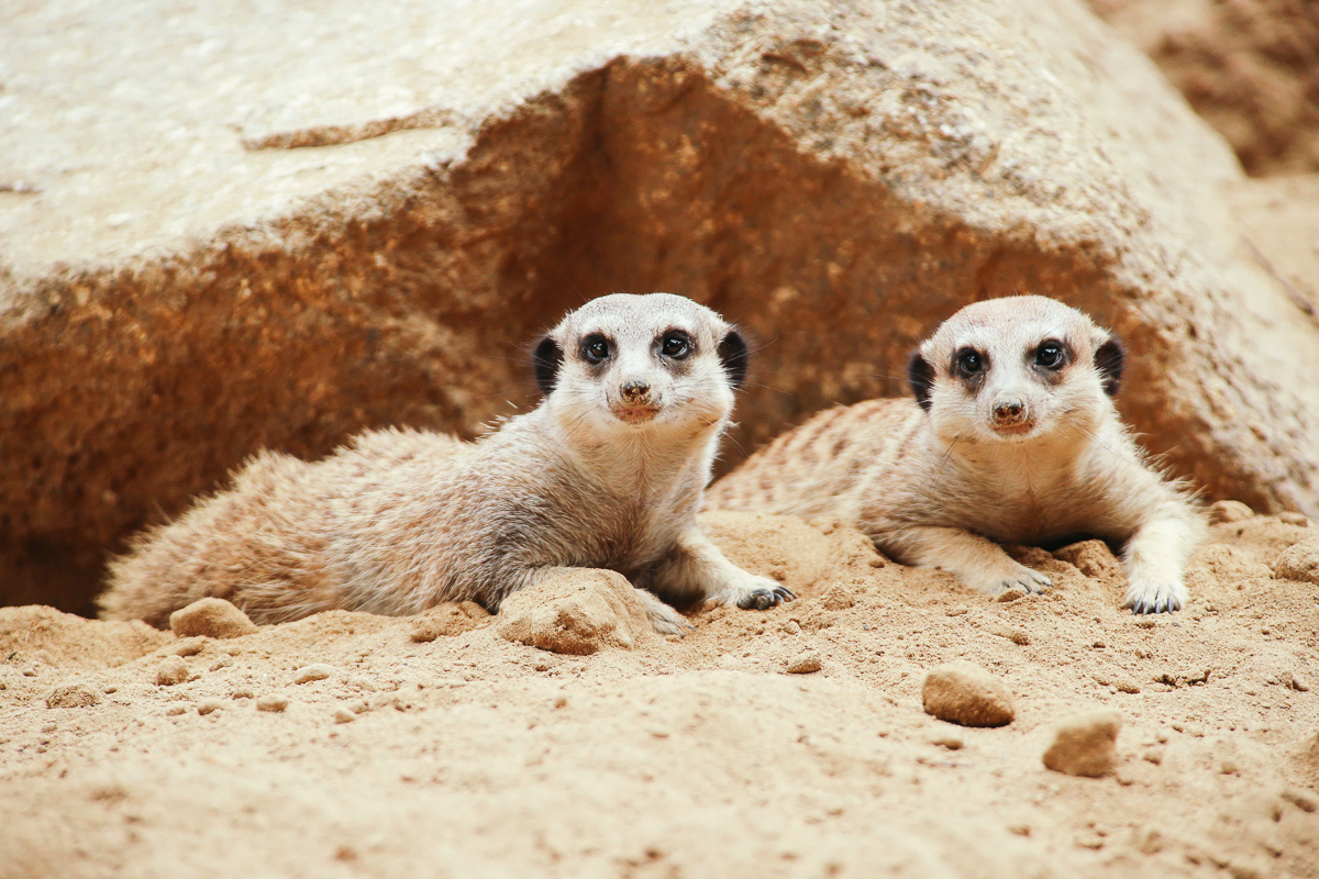千葉市動物公園
