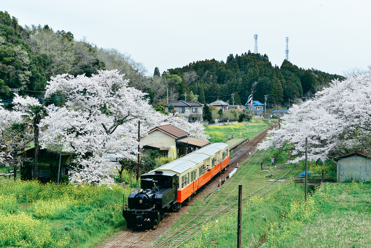 小湊鉄道と桜の写真