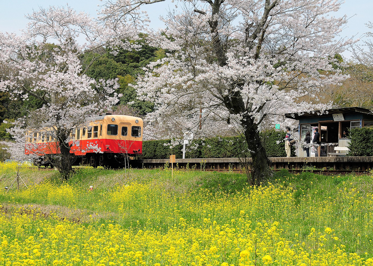 小湊鉄道と桜の写真