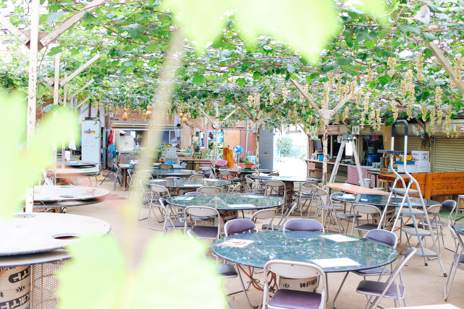 千葉中央観光農園