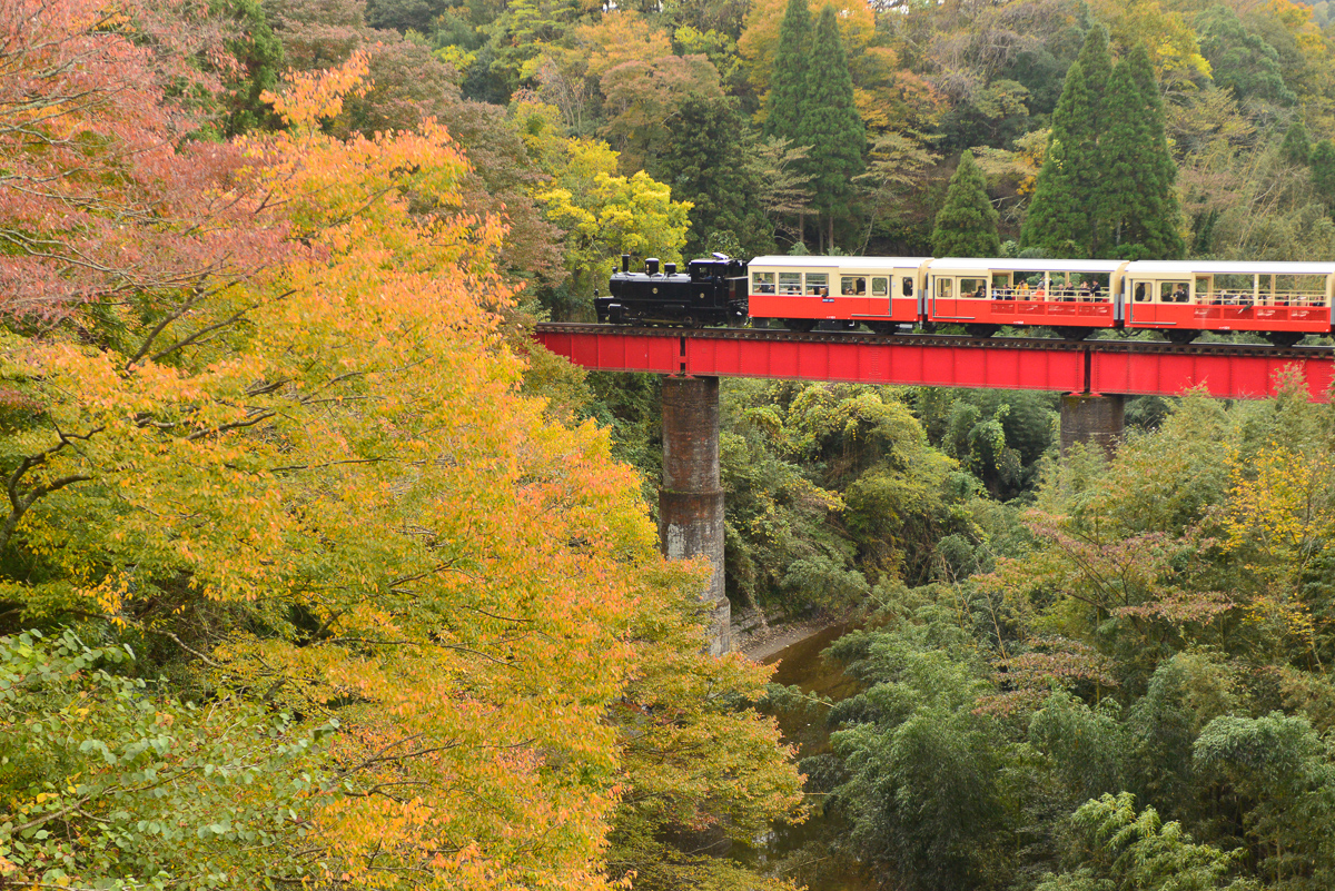 小湊鉄道と紅葉の写真