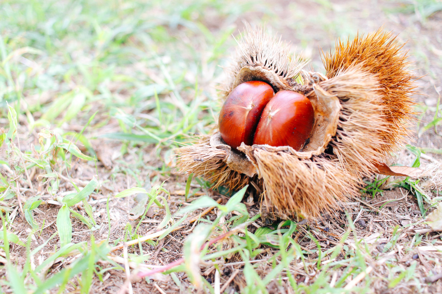 千葉中央観光農園