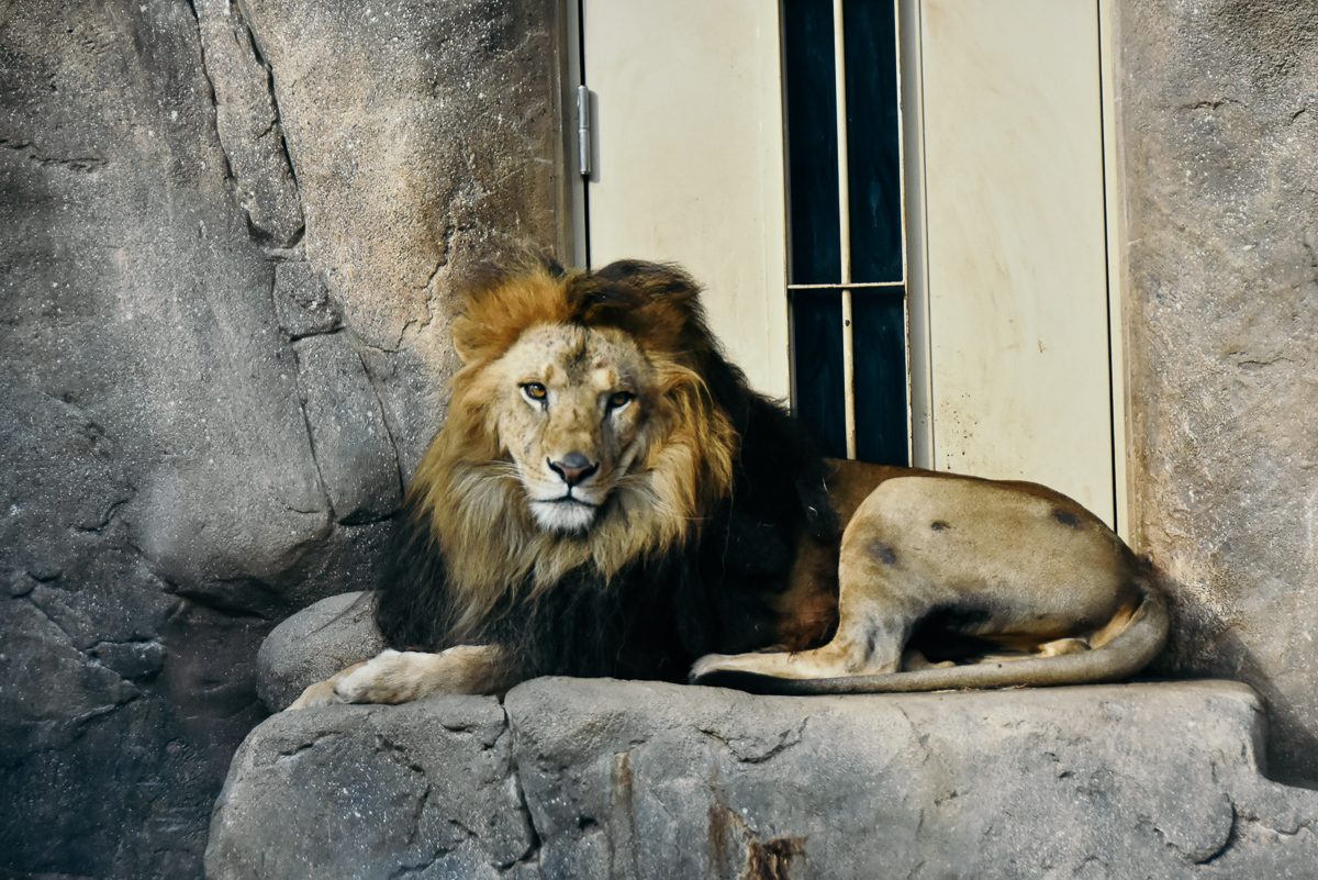 千葉市動物公園