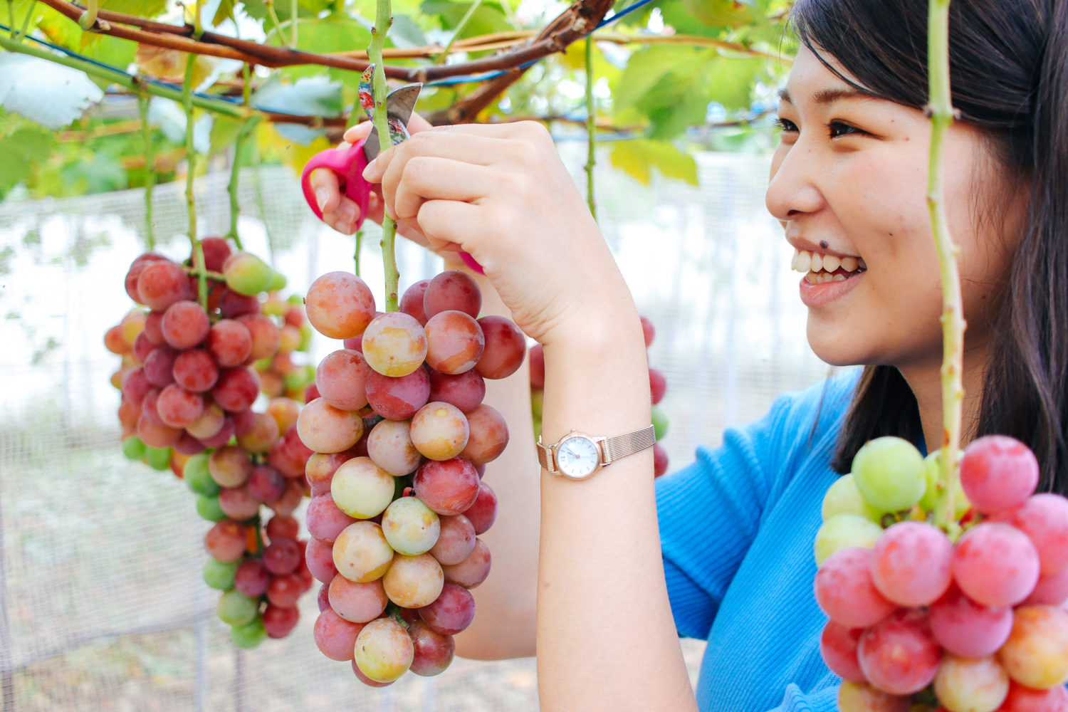 千葉中央観光農園