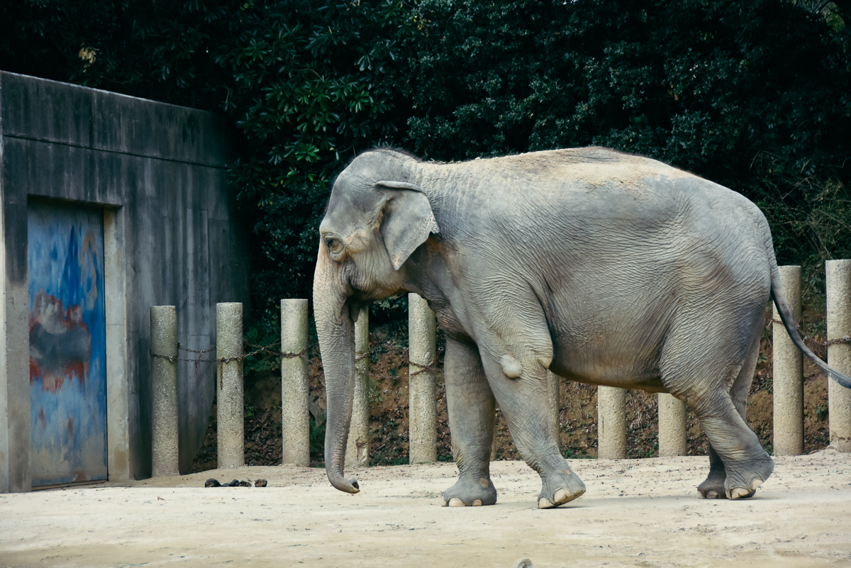 千葉市動物公園