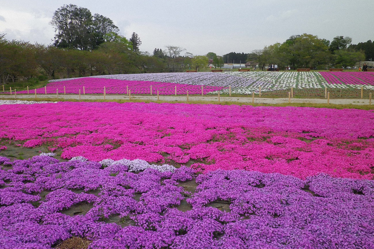富田さとにわ耕園の花