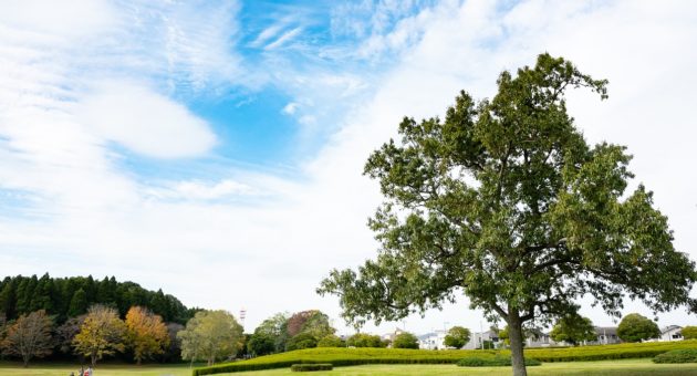 昭和の森の風景