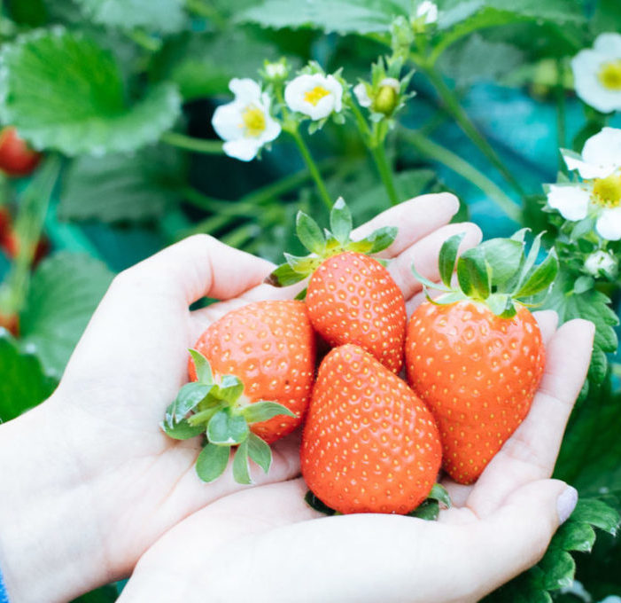 エーアト・ベーレ