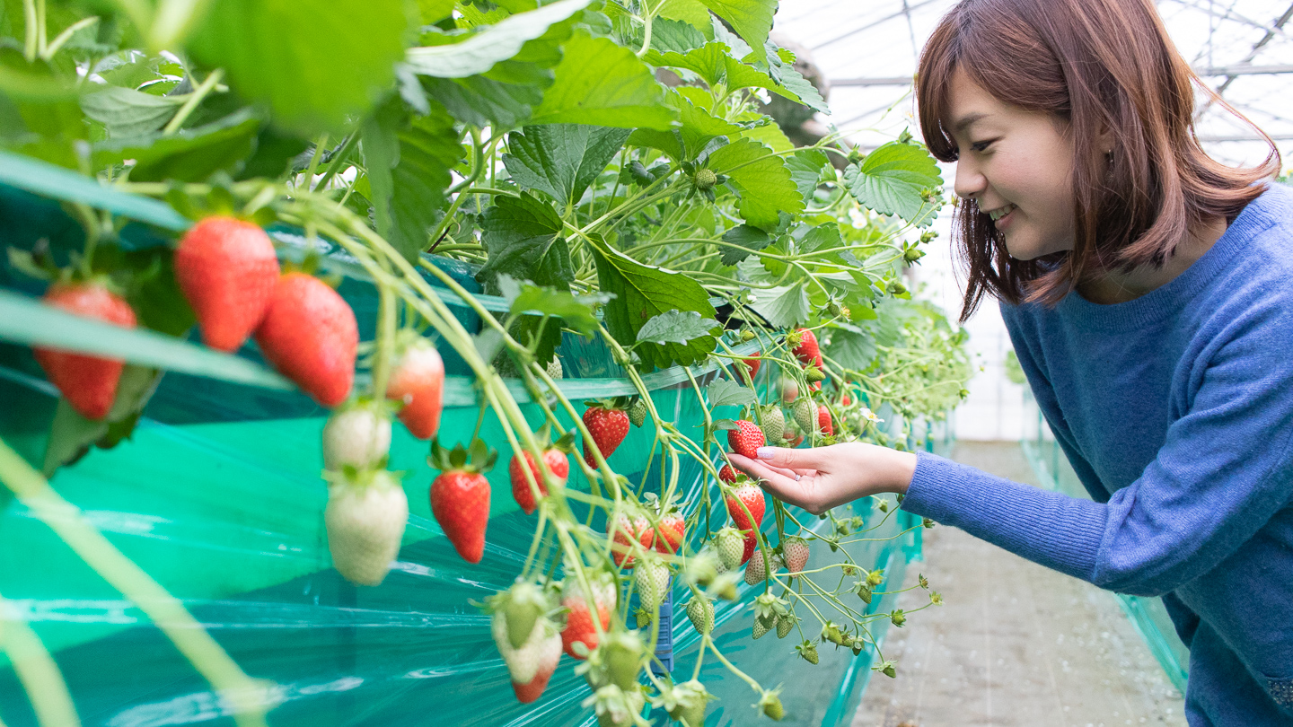 エーアトベーレのいちご狩り風景