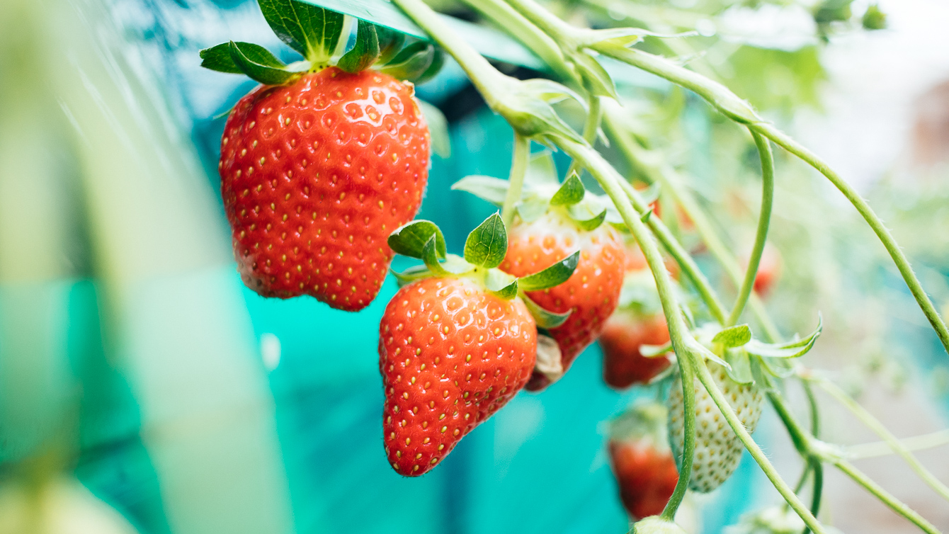 エーアトベーレのいちご