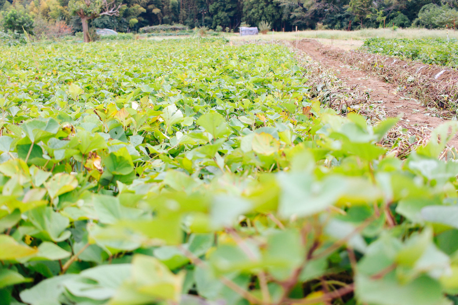 千葉中央観光農園
