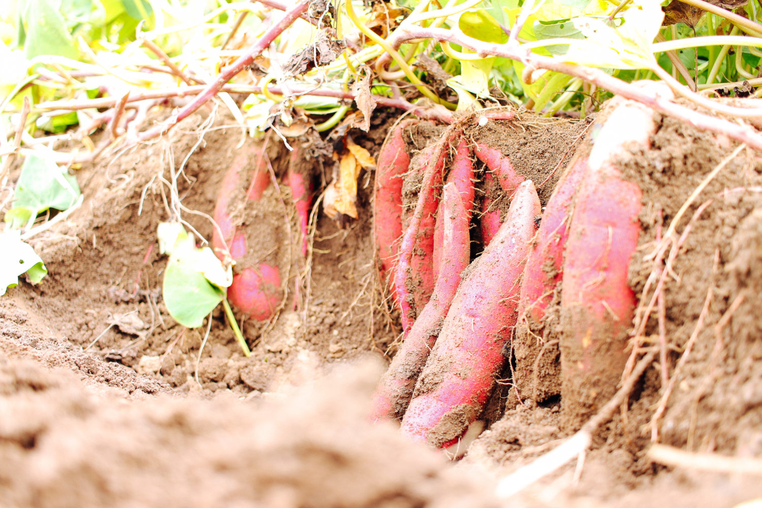 千葉中央観光農園
