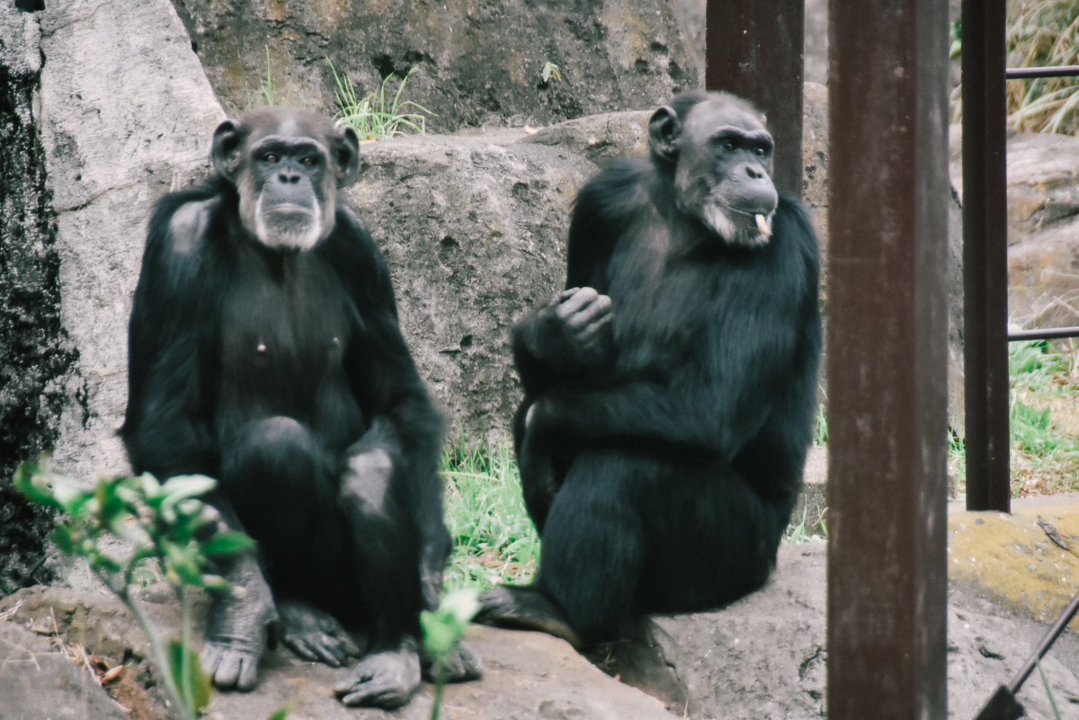 千葉市動物公園のサル