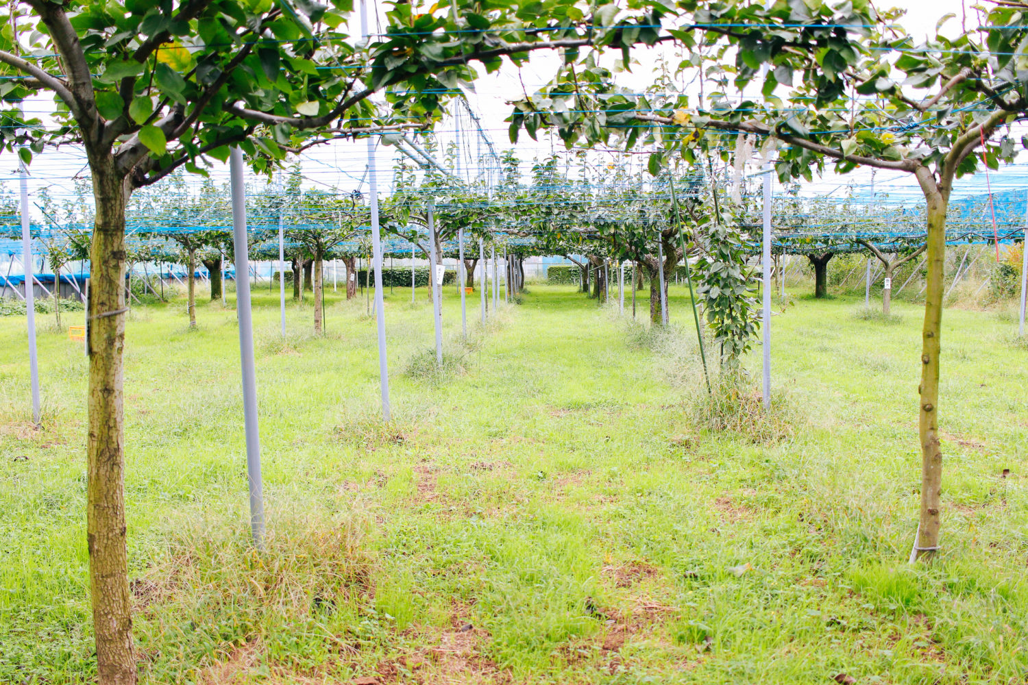 千葉中央観光農園