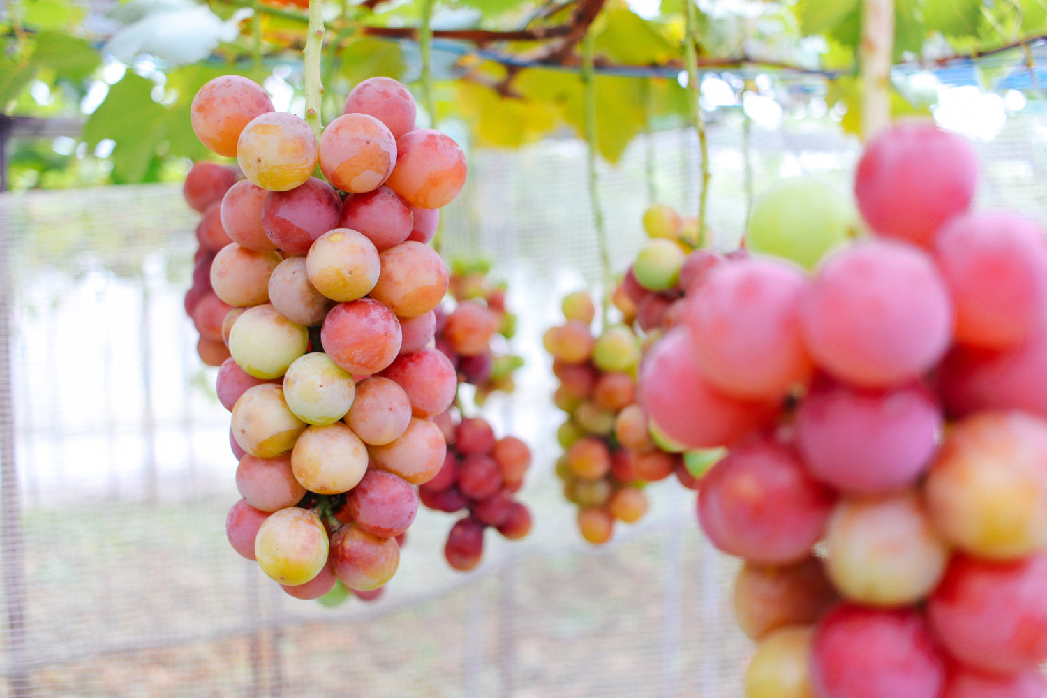 千葉中央観光農園