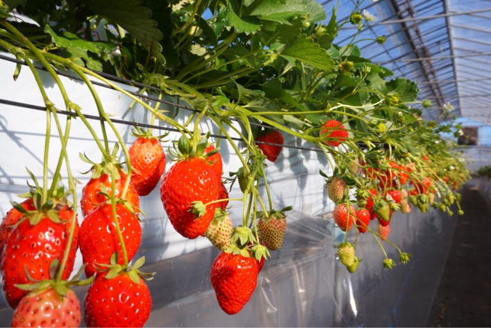 ドラゴンファーム