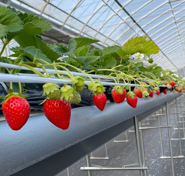 シャンデフレーズ　ナチュール