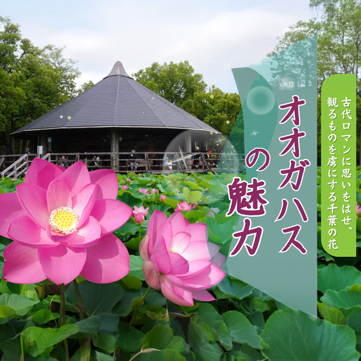 オオガハスの魅力