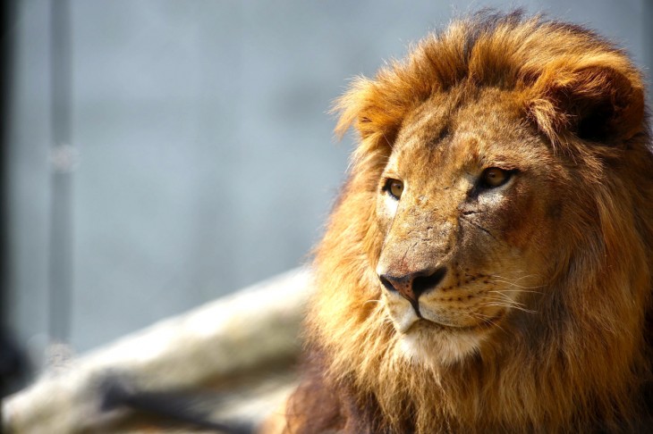 千葉市動物公園にライオンがやてきた ふれあい動物の里もついにオープン 4 28 木 千葉市観光協会公式サイト 千葉市観光ガイド