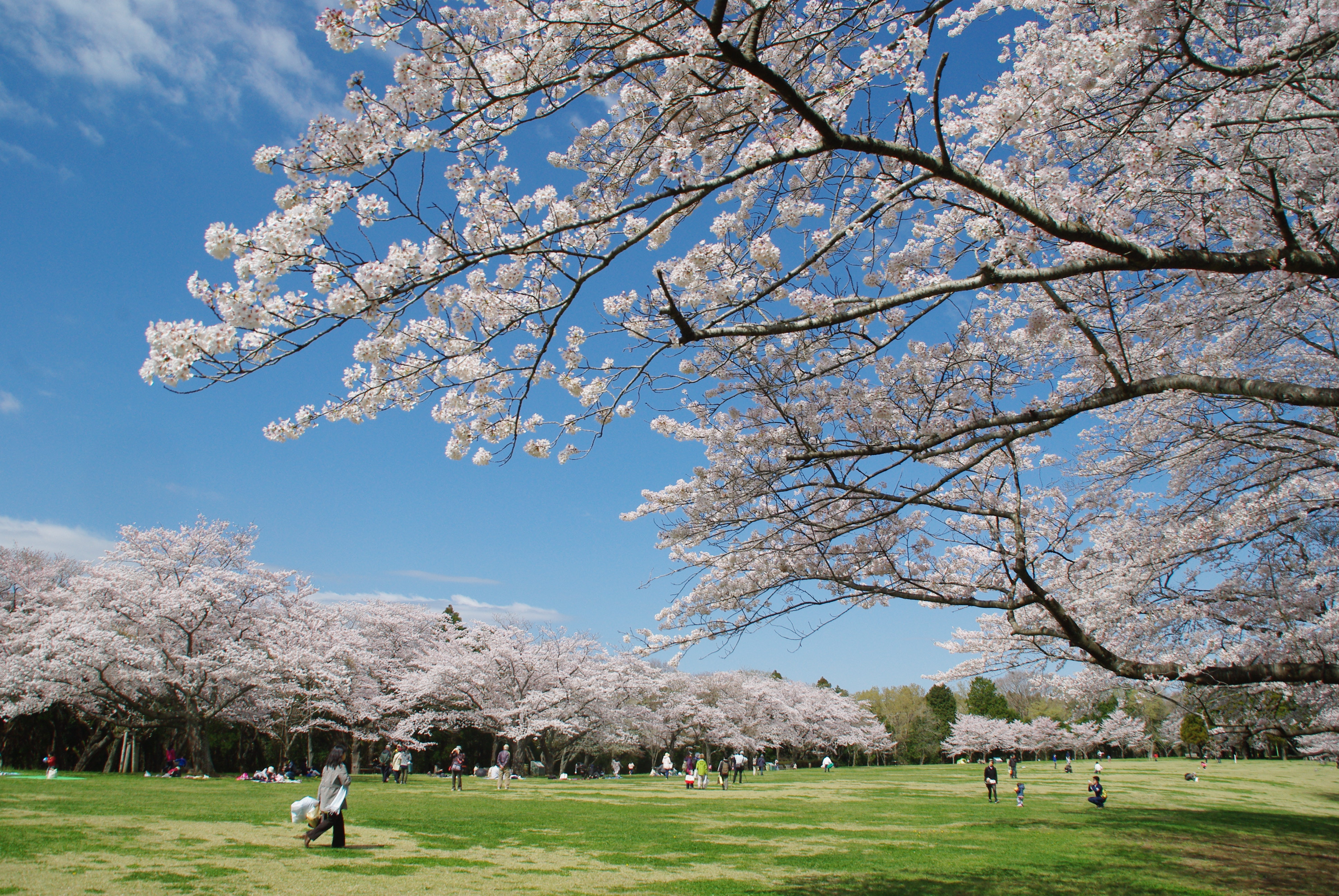 泉自然公園 千葉市観光協会公式サイト 千葉市観光ガイド