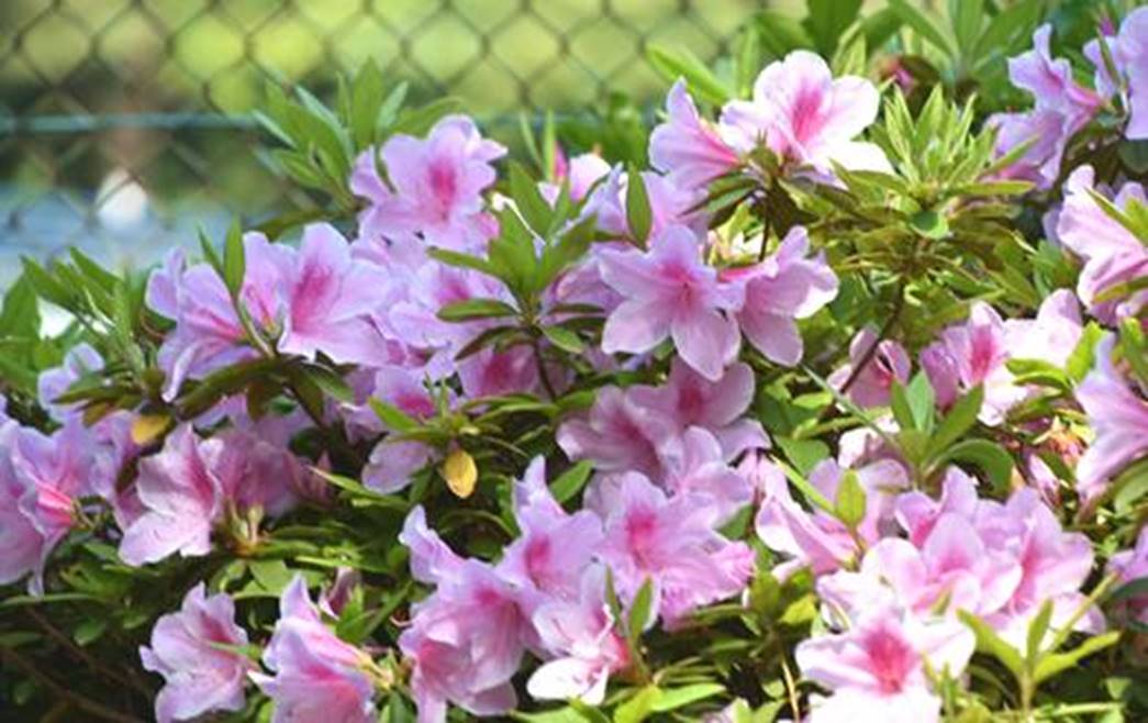 ４月に咲く花の４ 千葉市観光協会公式サイト 千葉市観光ガイド