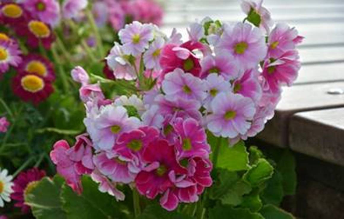 ４月に咲く花の１ 千葉市観光協会公式サイト 千葉市観光ガイド