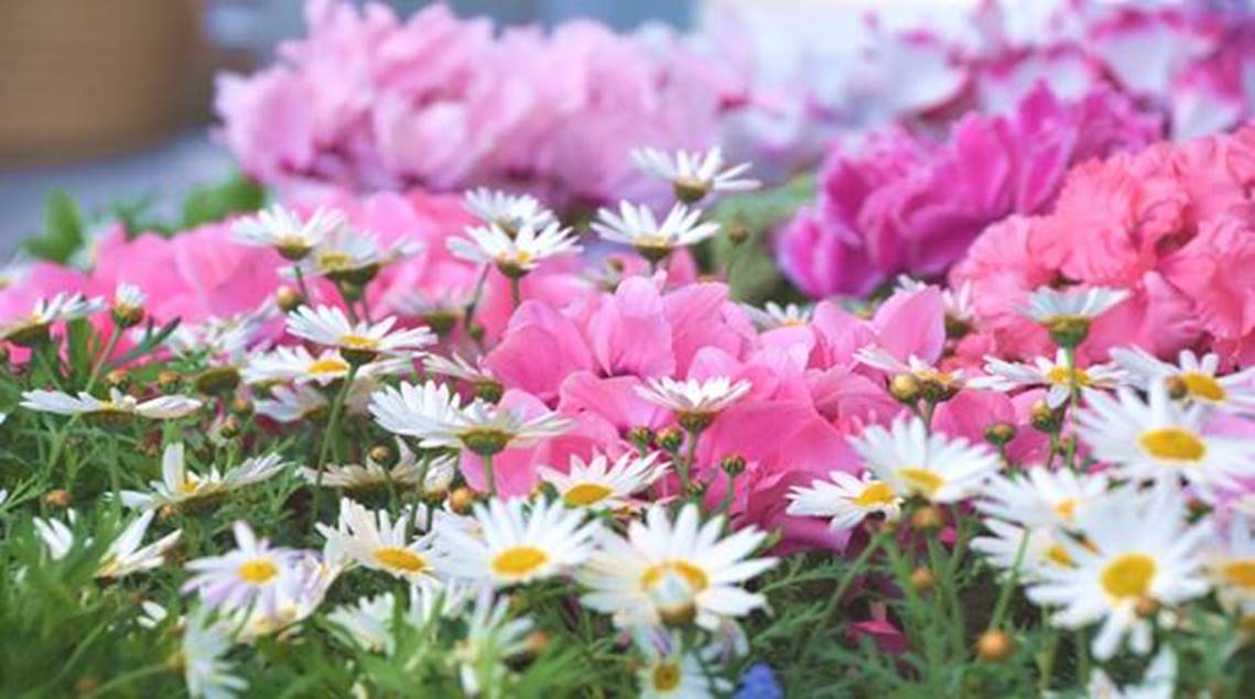 2月に咲く花の1 千葉市観光協会公式サイト 千葉市観光ガイド