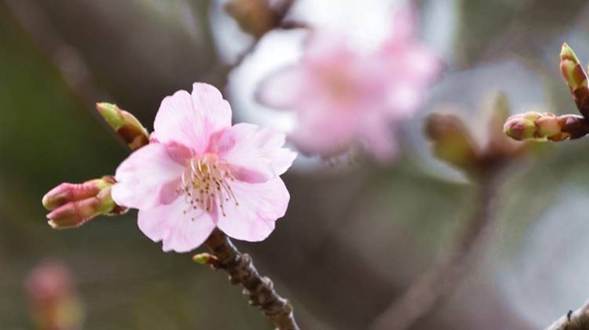 2月に咲く花の2 千葉市観光協会公式サイト 千葉市観光ガイド