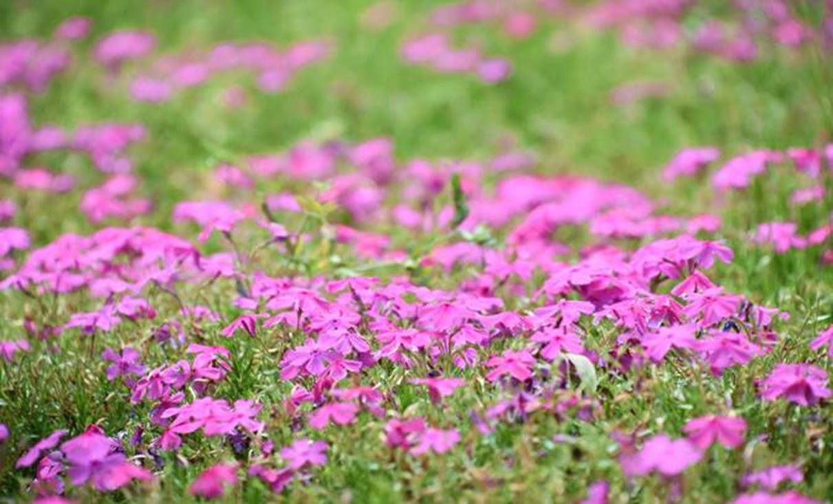 5月に咲く花の3 千葉市観光協会公式サイト 千葉市観光ガイド